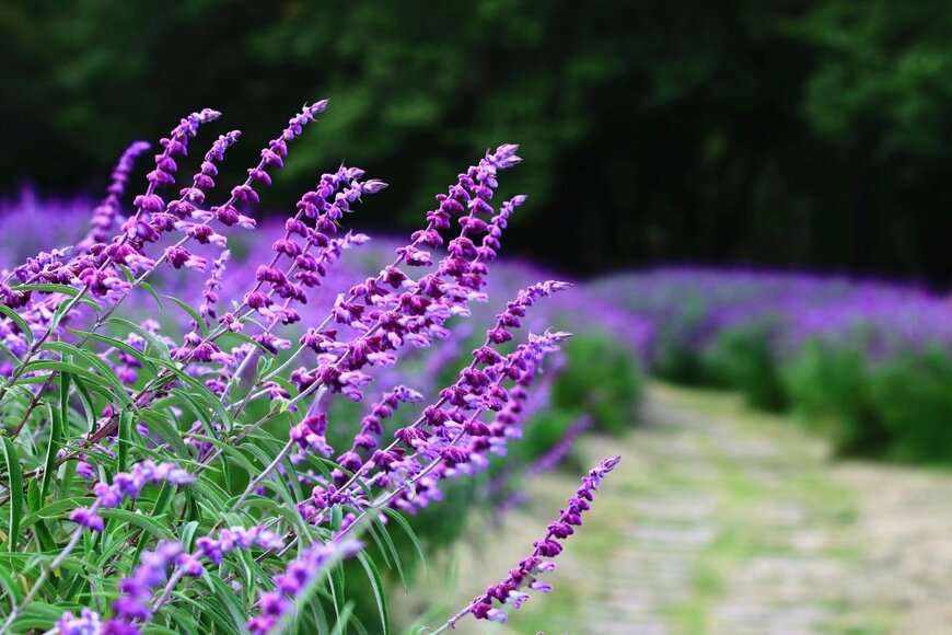 happykamill/shutterstock.com