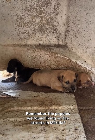 「重い感染症」で命の危機に瀕していた2匹の子犬を保護　懸命な治療のおかげで回復した姿に反響