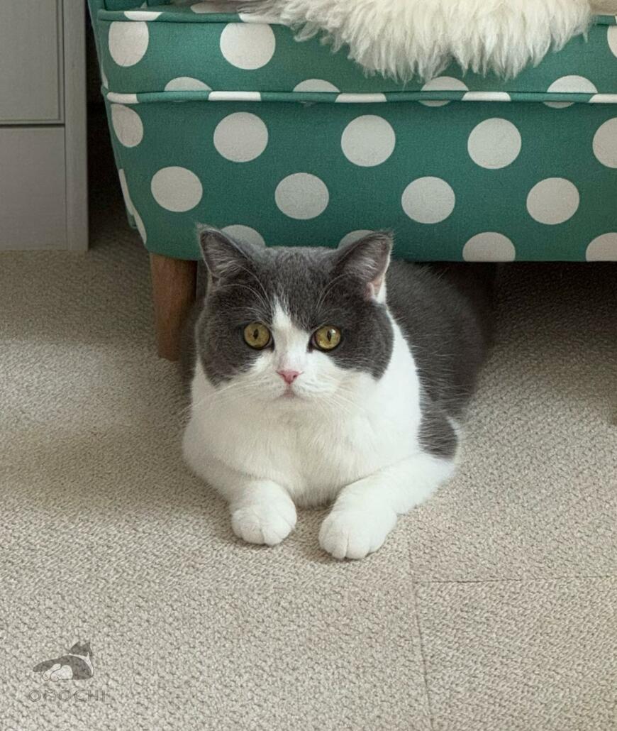 出所：@omochiomoching