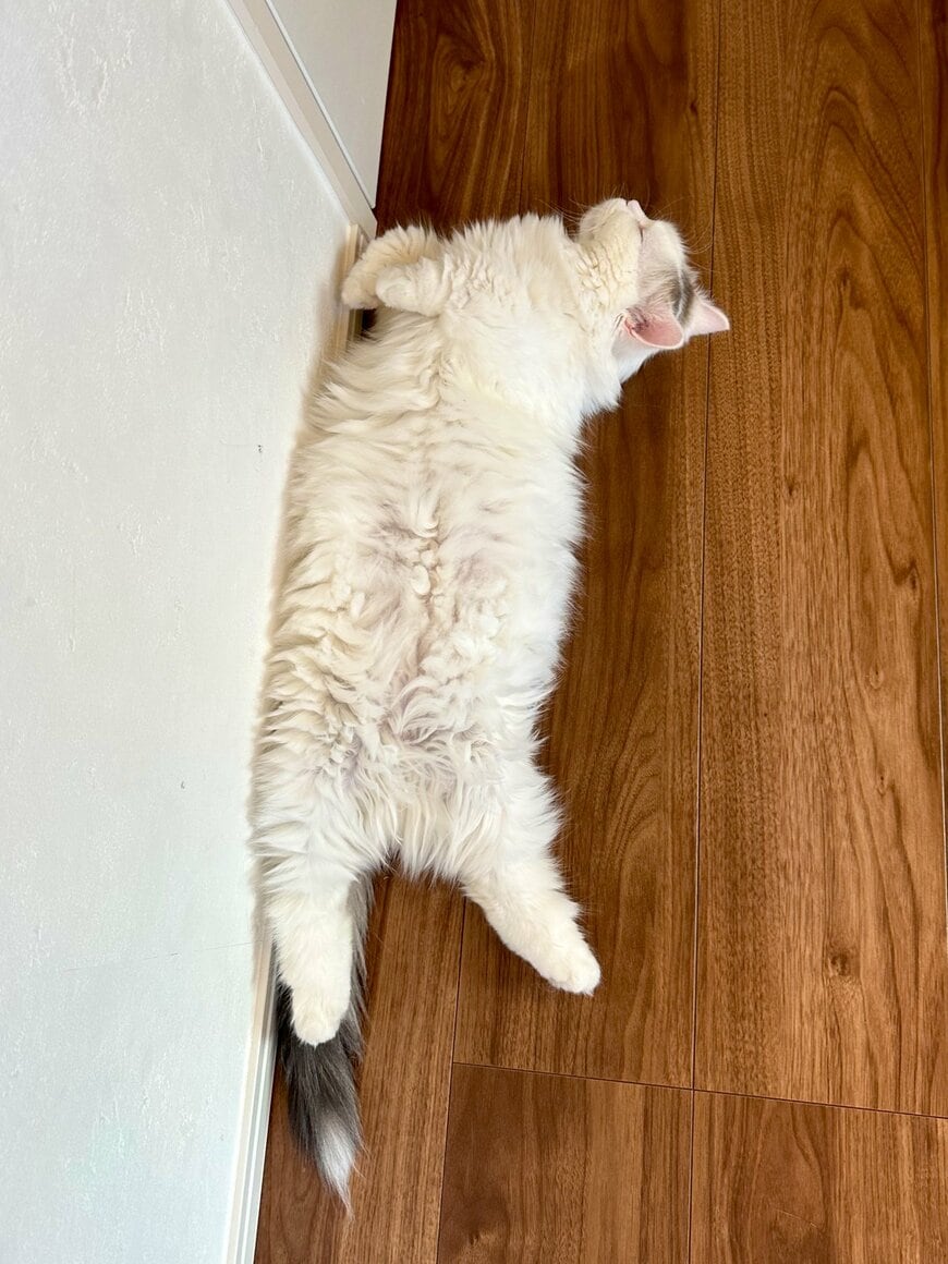 出所：@ponpokopontanu