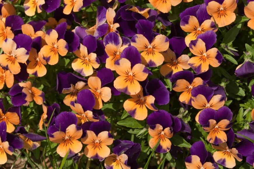 joel-t/shutterstock.com