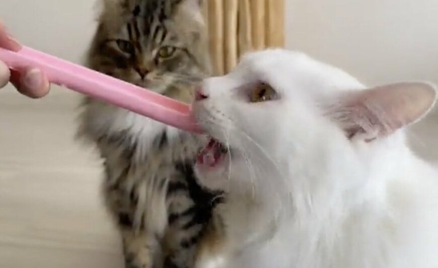 出所：@meltube_cat