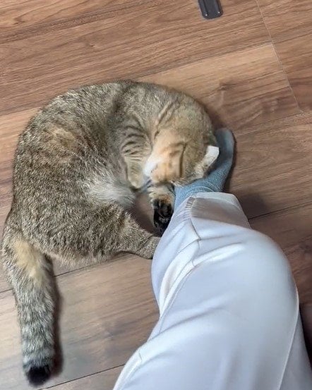 出所：@ponpokopontanu