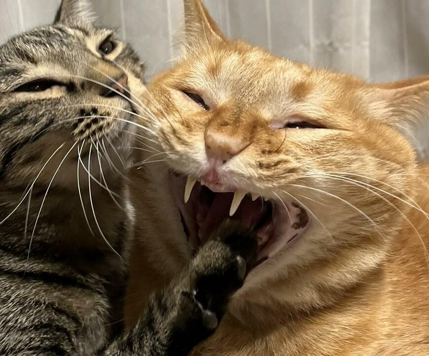 出所：@kagisuzu0531