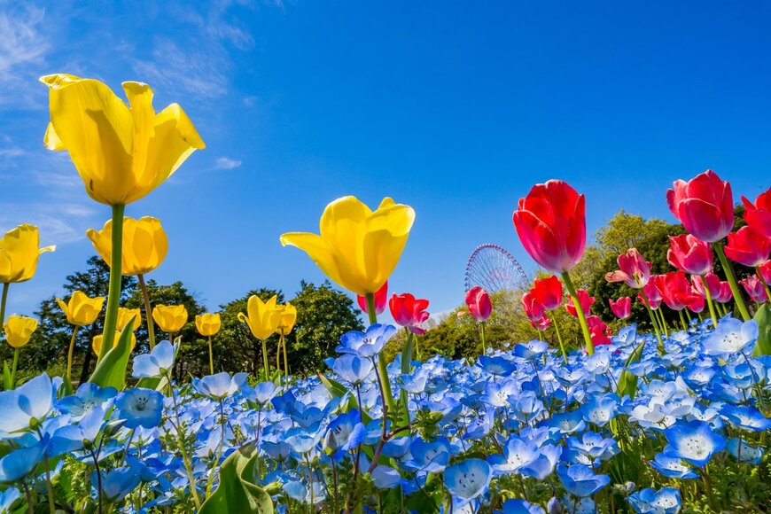 takuya kanzaki/Shutterstock.com