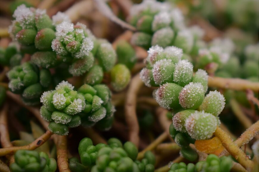 Snezana Vasiljevic/Shutterstock.com