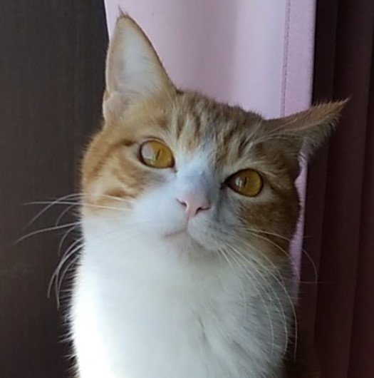 出所：@mero627puri914