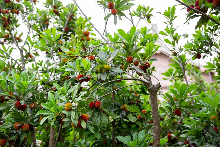 litchima/shutterstock.com