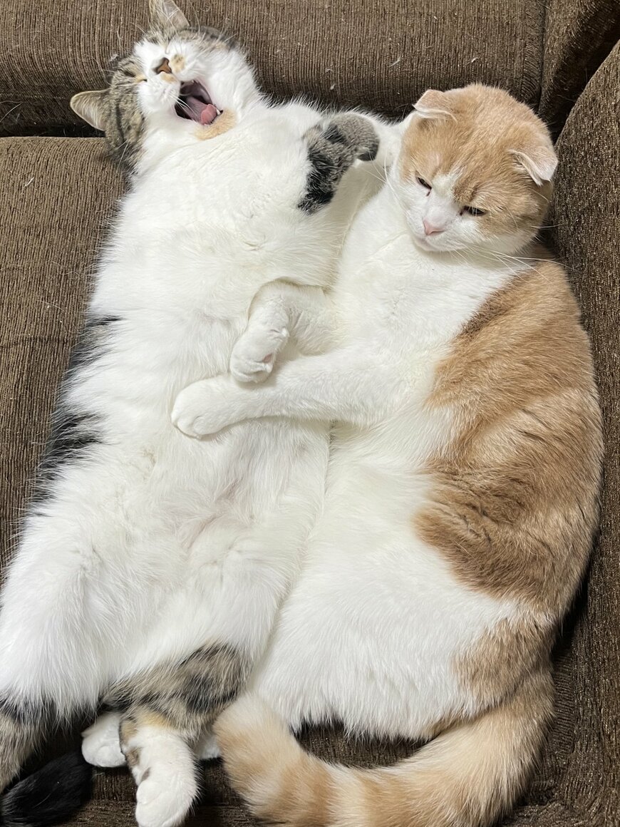 出所：@torotolo106106