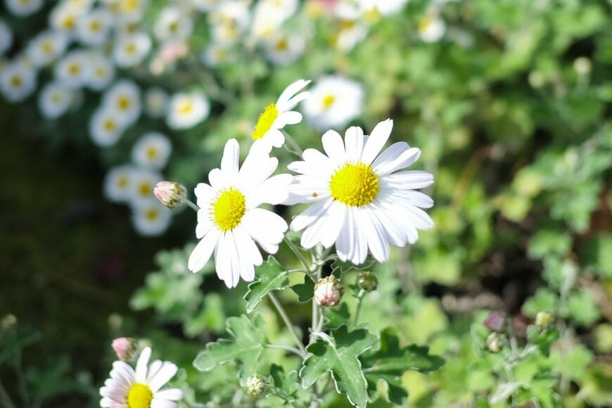 Anaastasha/shutterstock.com