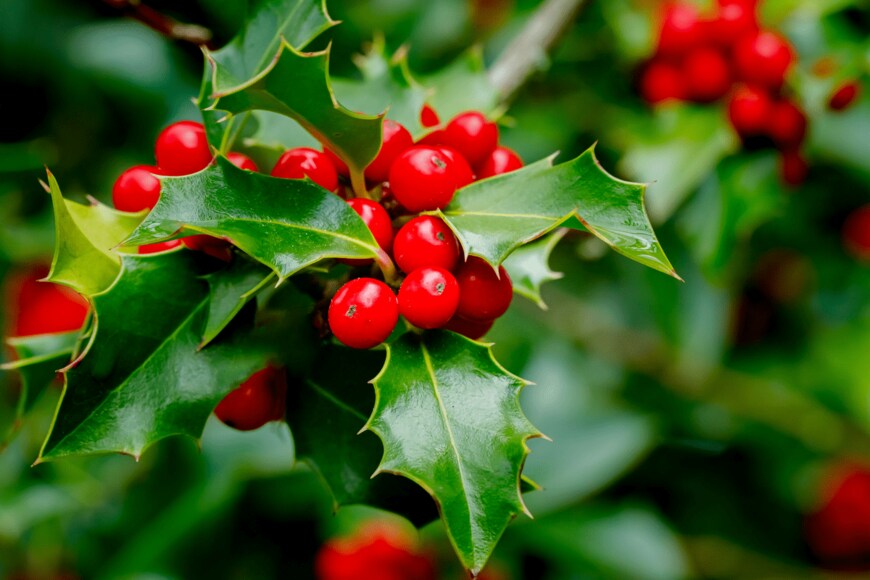 nnattalli/shutterstock.com