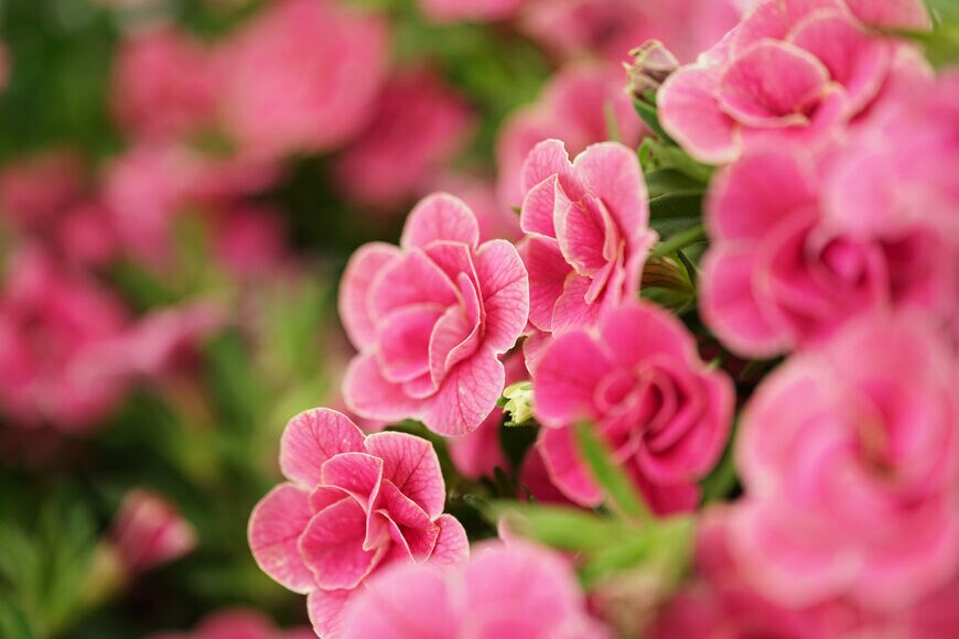 出所：PROVEN WINNERS（R）公式　スーパーベル ダブルチェリーリップル