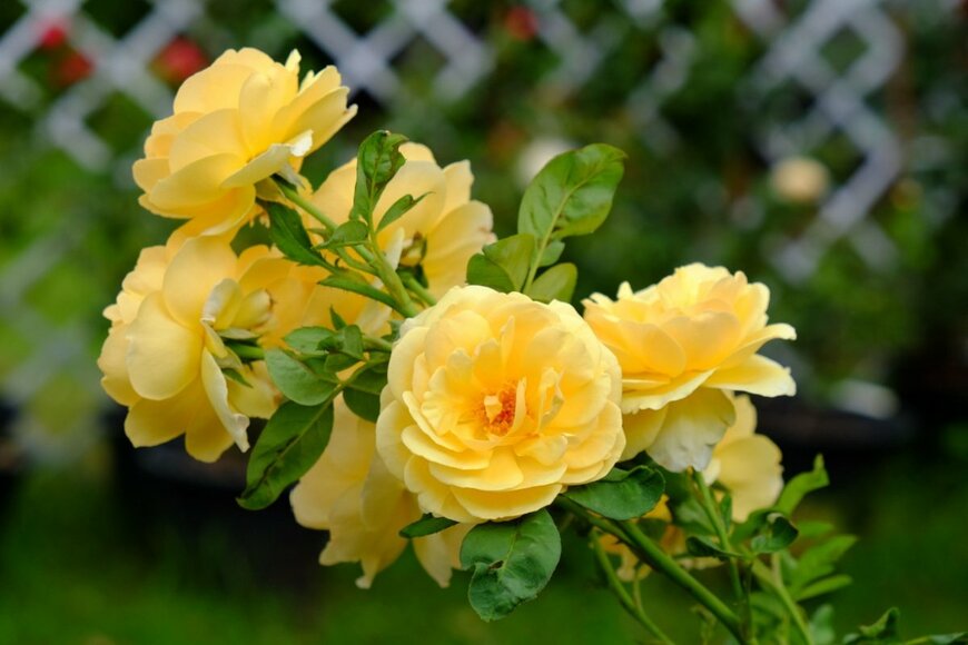 Wana_Sri/shutterstock.com