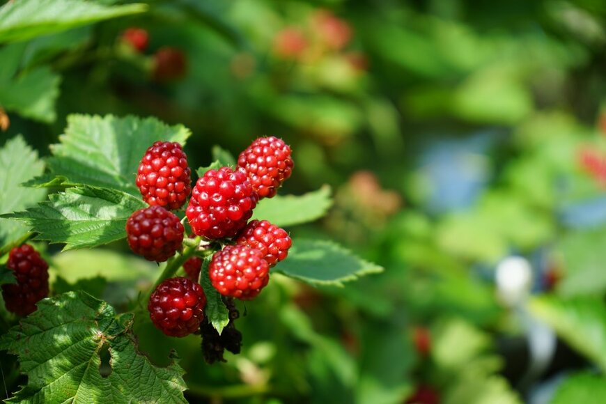 Hikobeye/shutterstock.com