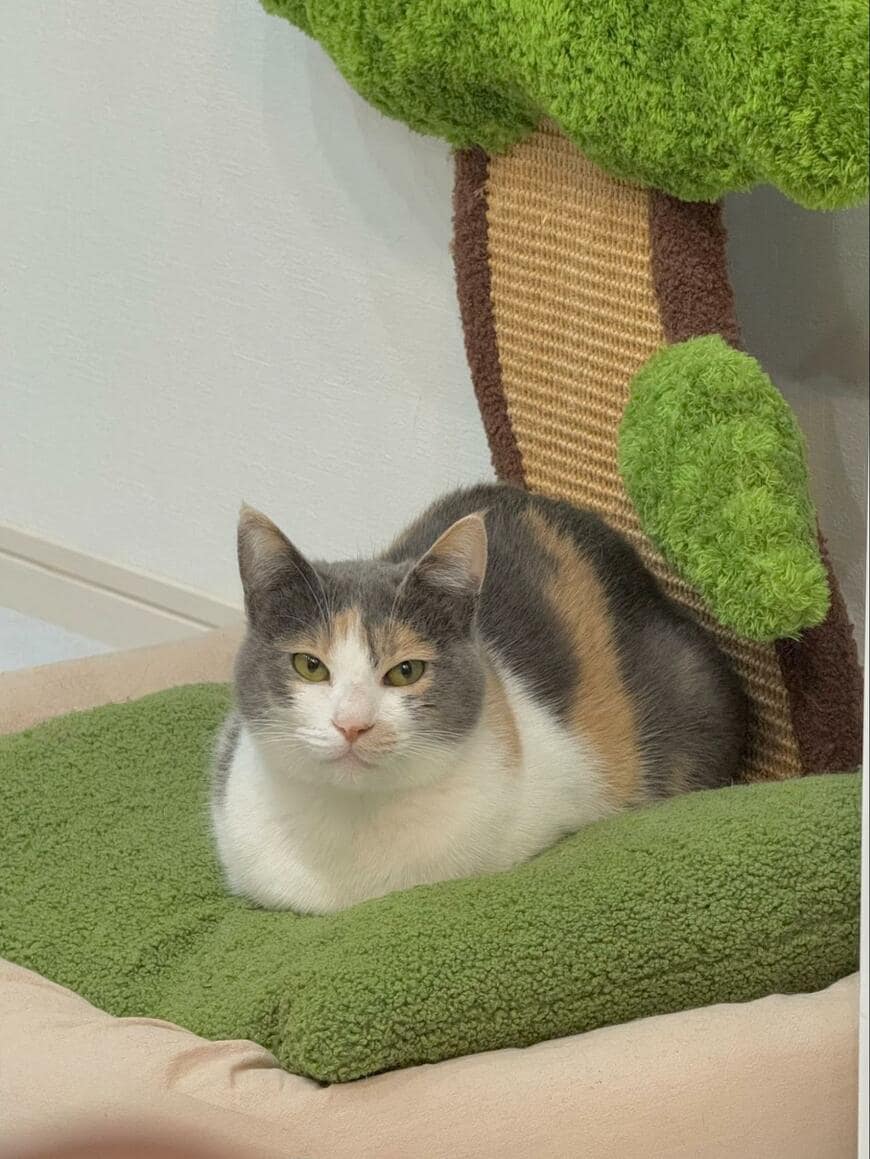 出所：@omochi_nam01