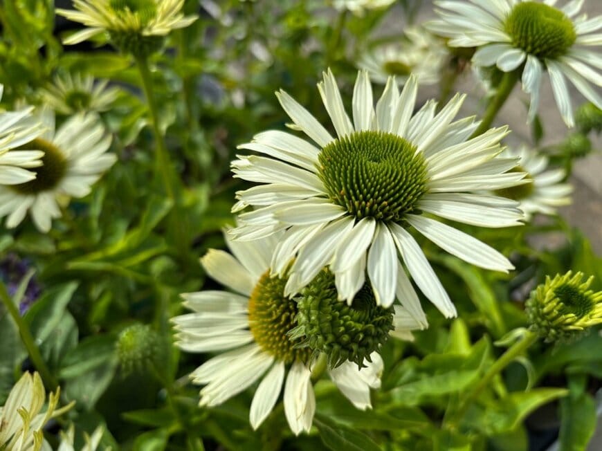 N.Stertz/shutterstock.com