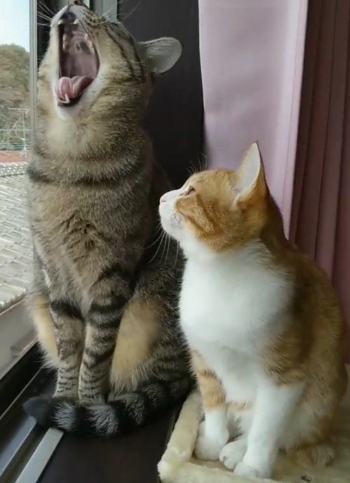 出所：@mero627puri914