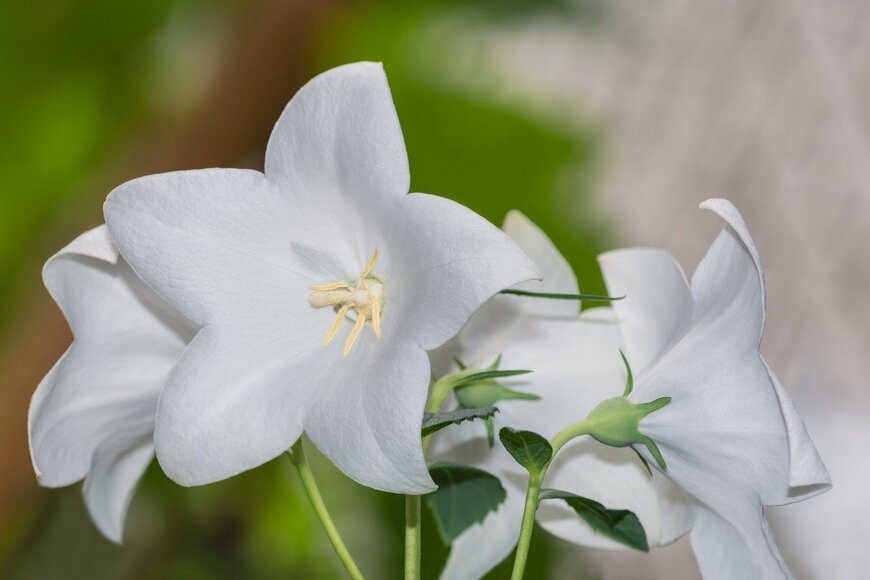 Ladislav Kubeš/shutterstock.com