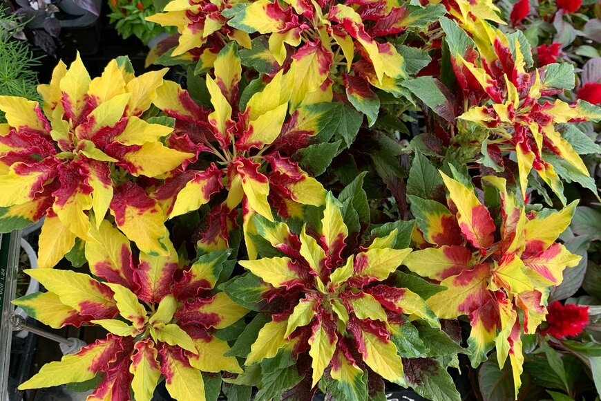 Nokzd/shutterstock.com