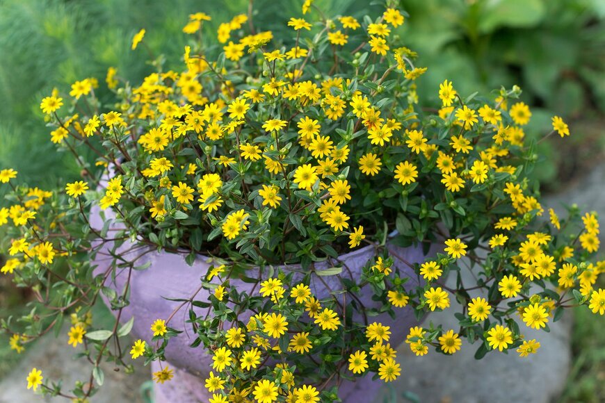 Ludmila Kapustkina/istockphoto.com 