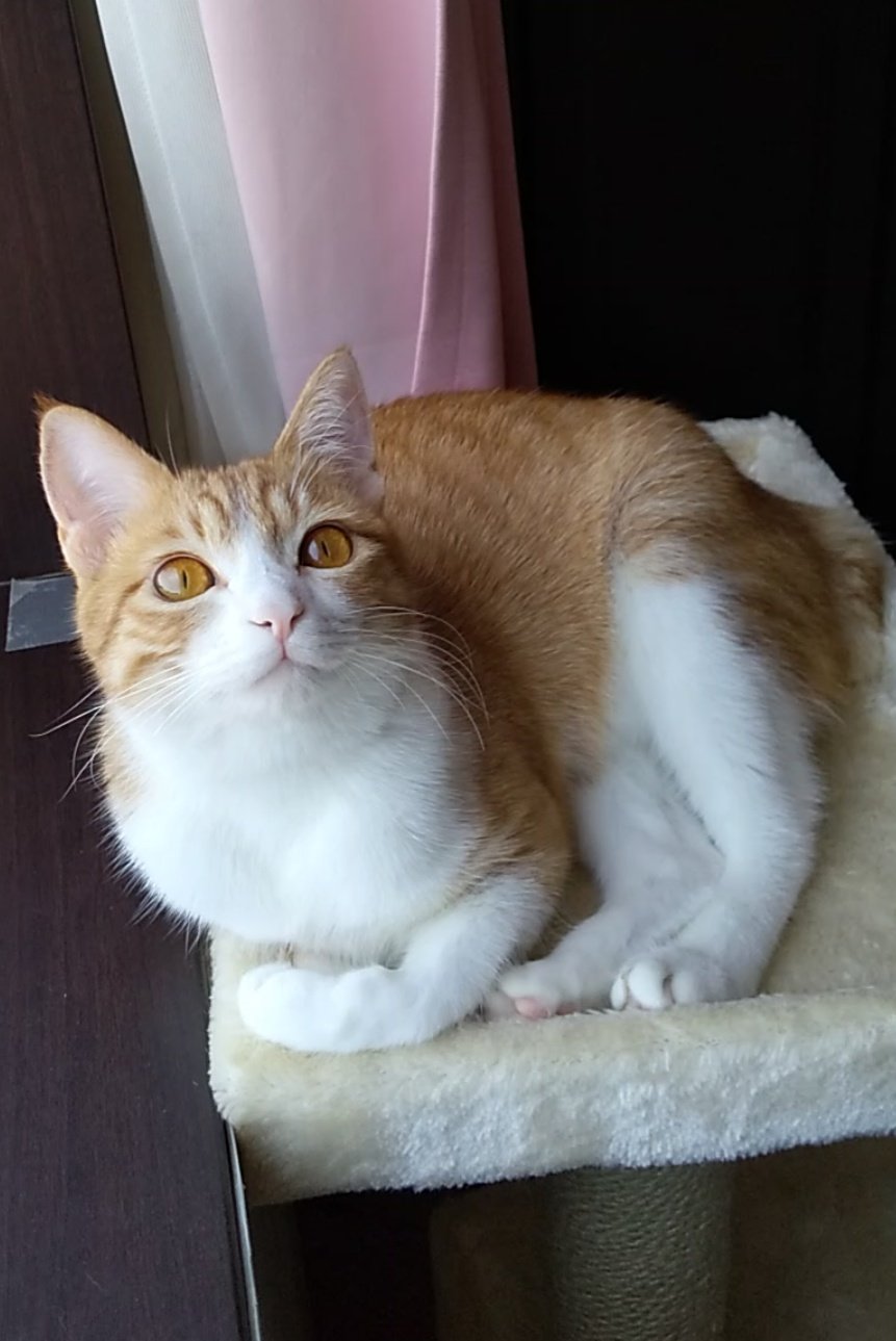 出所：@mero627puri914