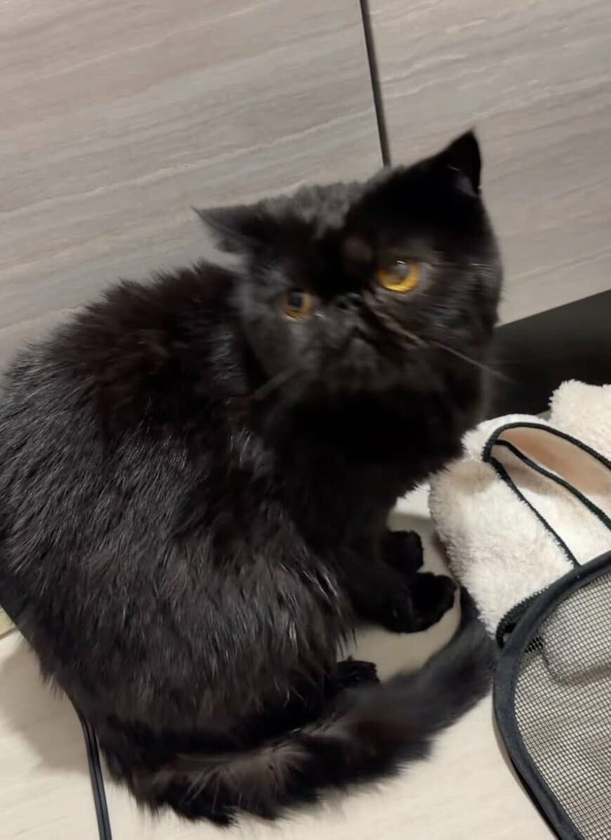 出所：＠kotetsu_0420