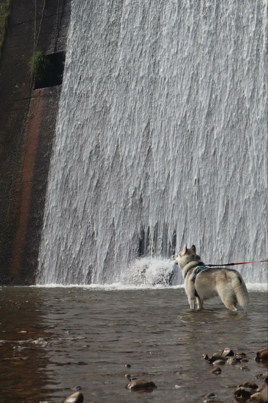 出所：@husky_0319