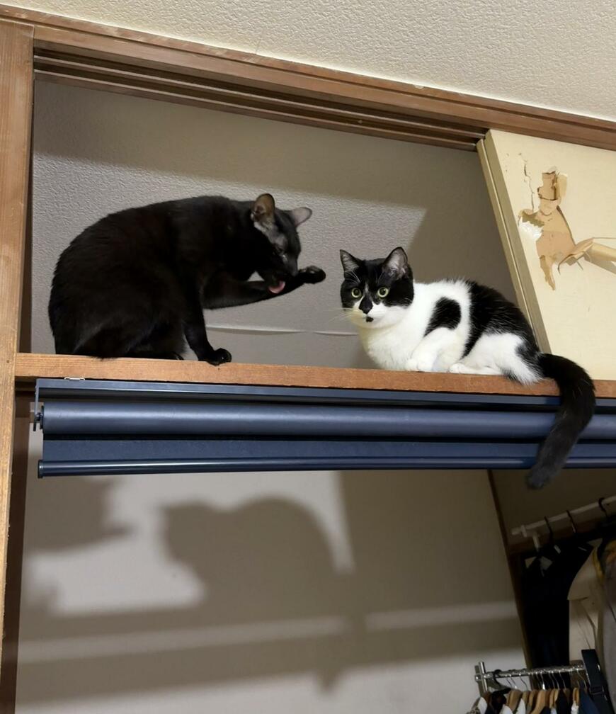 出所：@00shitemita