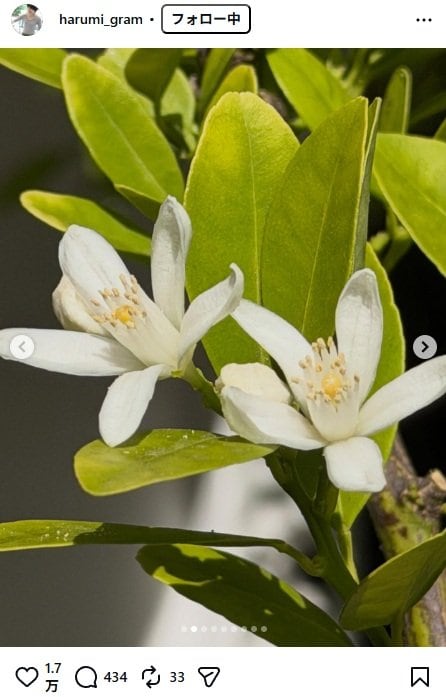 出所：栗原はるみのInstagram（＠harumi_gram） 参照日：2026年4月24日