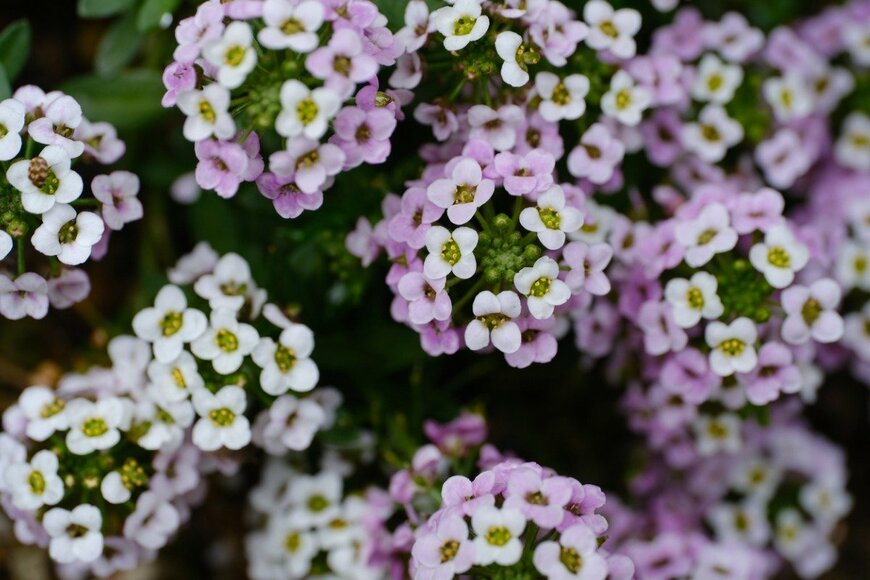 【ガーデニング】秋冬に香るオシャレな草花。可憐な花姿も楽しめるオススメ植物7選