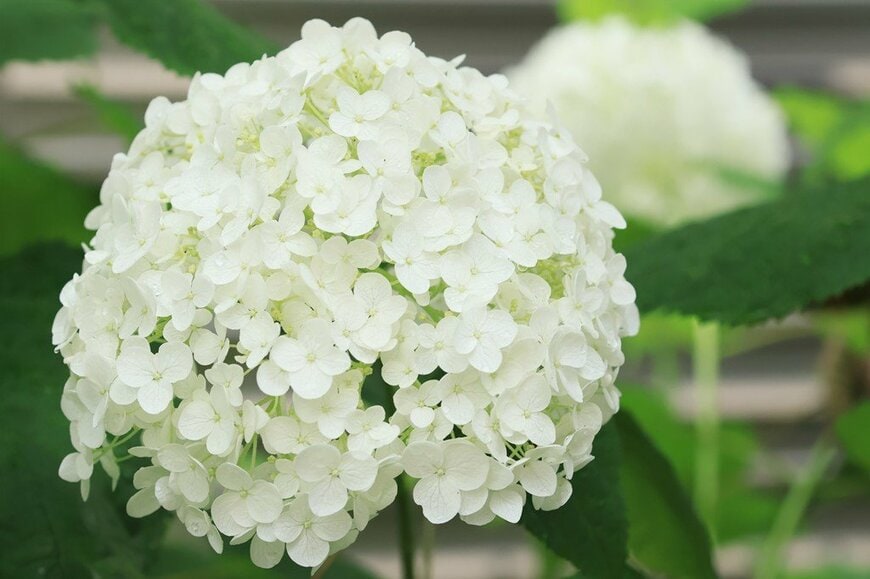 白いアナベルの花のアップ画像