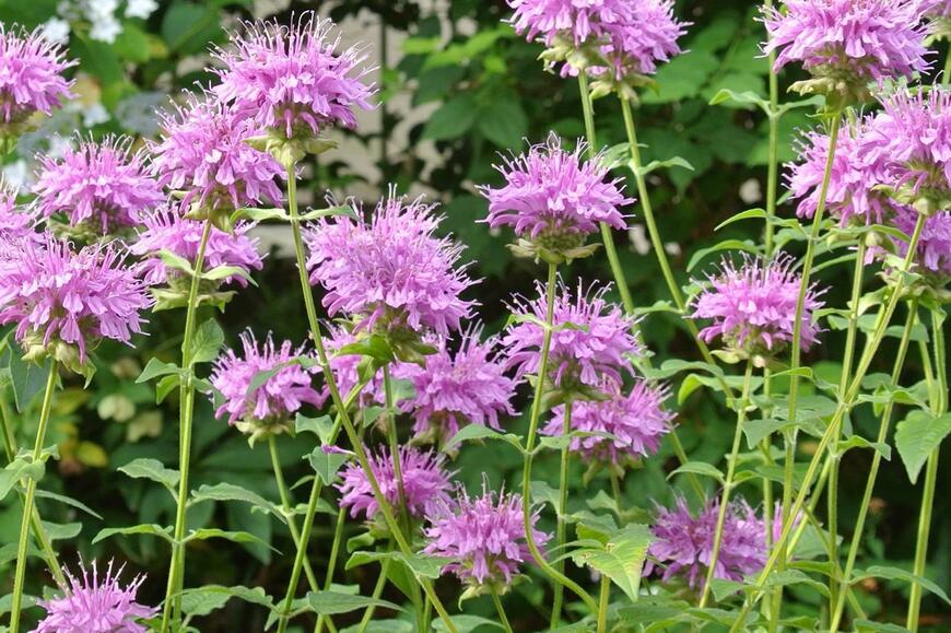 淡い紫色の花を咲かせているモナルダ