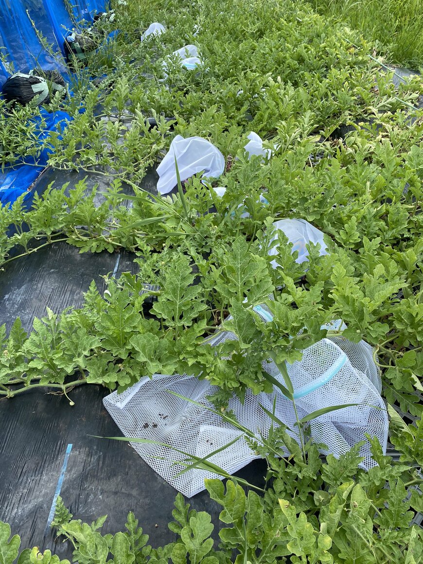 すべてのスイカを洗濯ネットでカバー