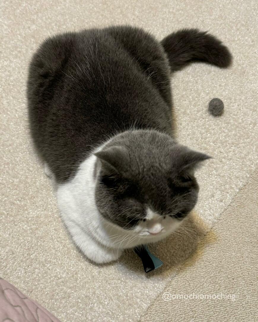 香箱すわりの猫