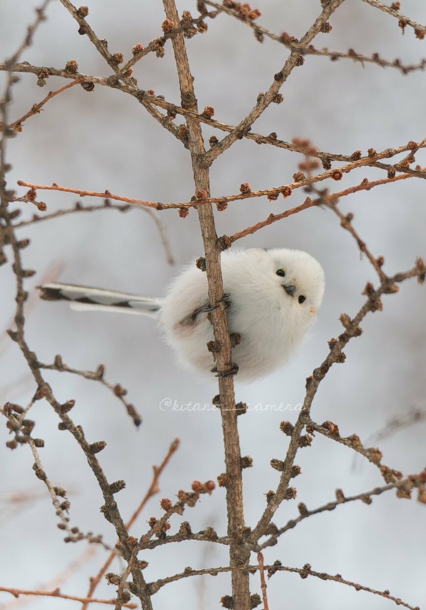 かわいさ全開のシマエナガ