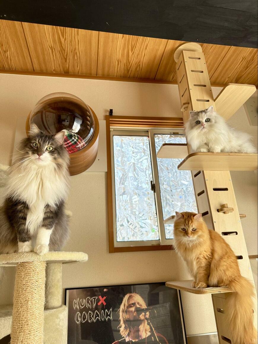 キャットタワーと猫