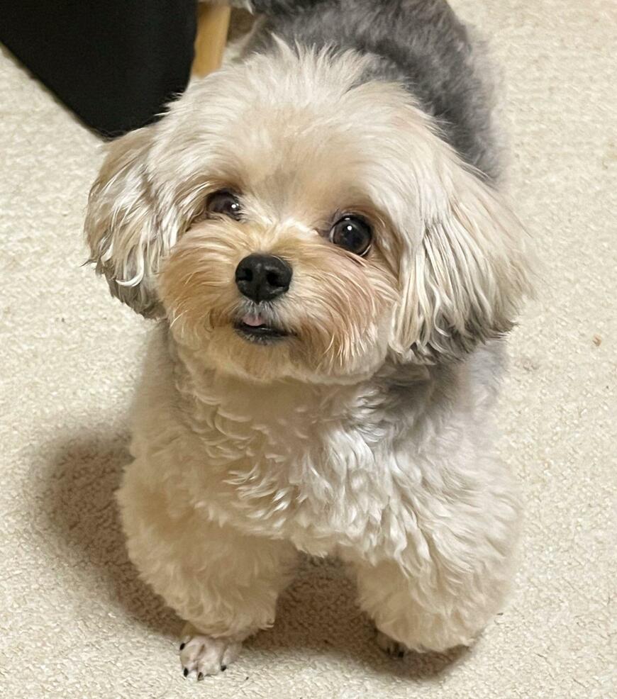 カメラ目線の犬