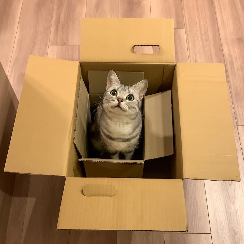 段ボールと猫