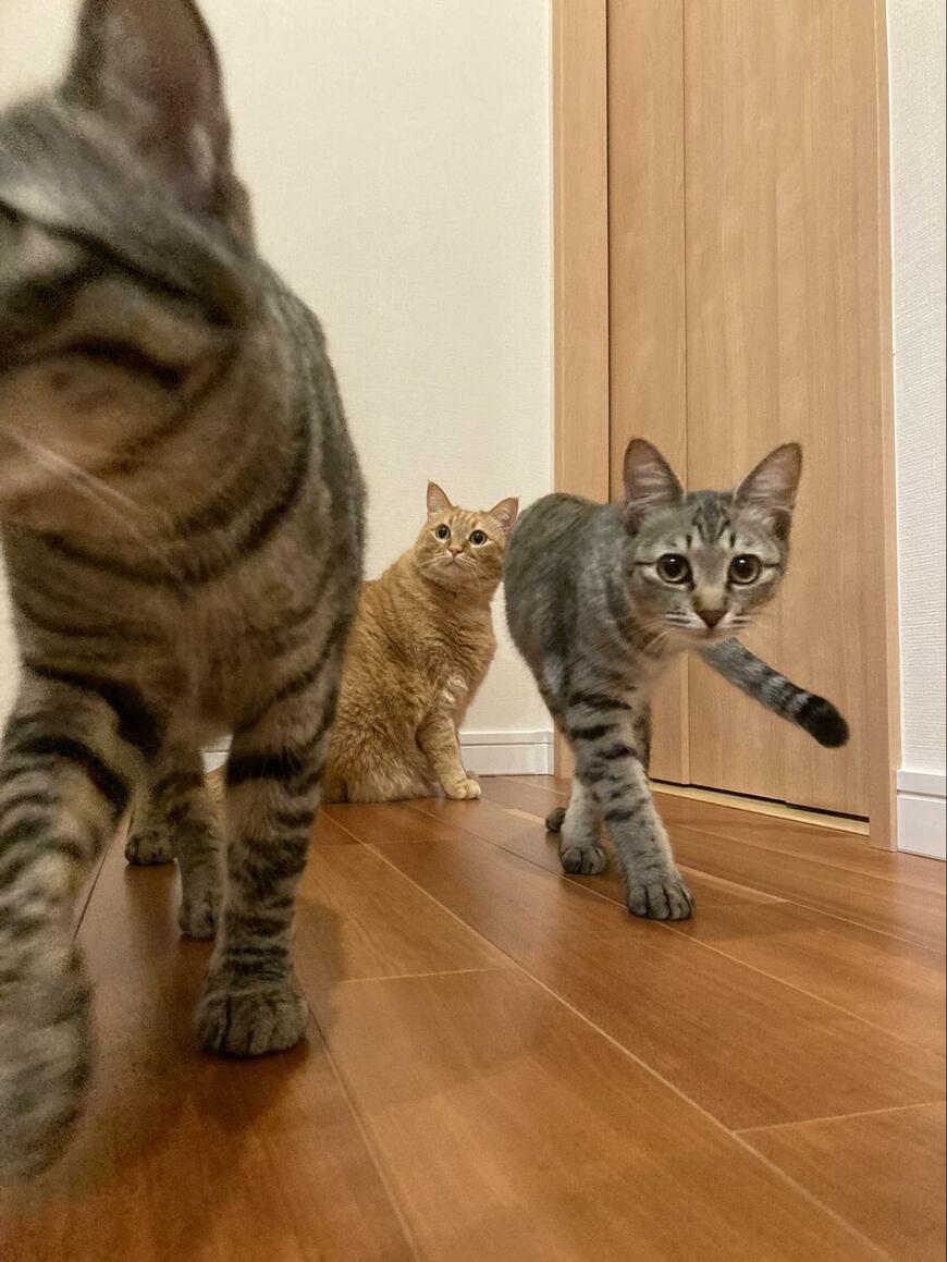 3匹の猫