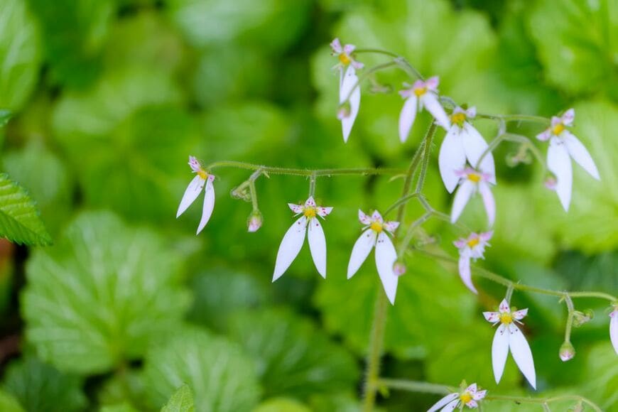 淡いピンクのユキノシタの花