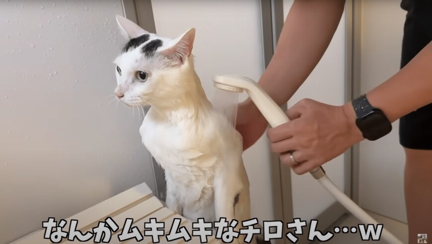 シャンプーするムキムキ猫ちゃん