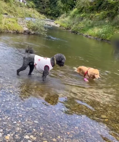 スパルタ教育するゴールデンレトリバー
