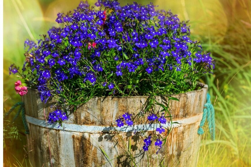 ロベリアの花。色は青紫。木製のたるに植えられている。