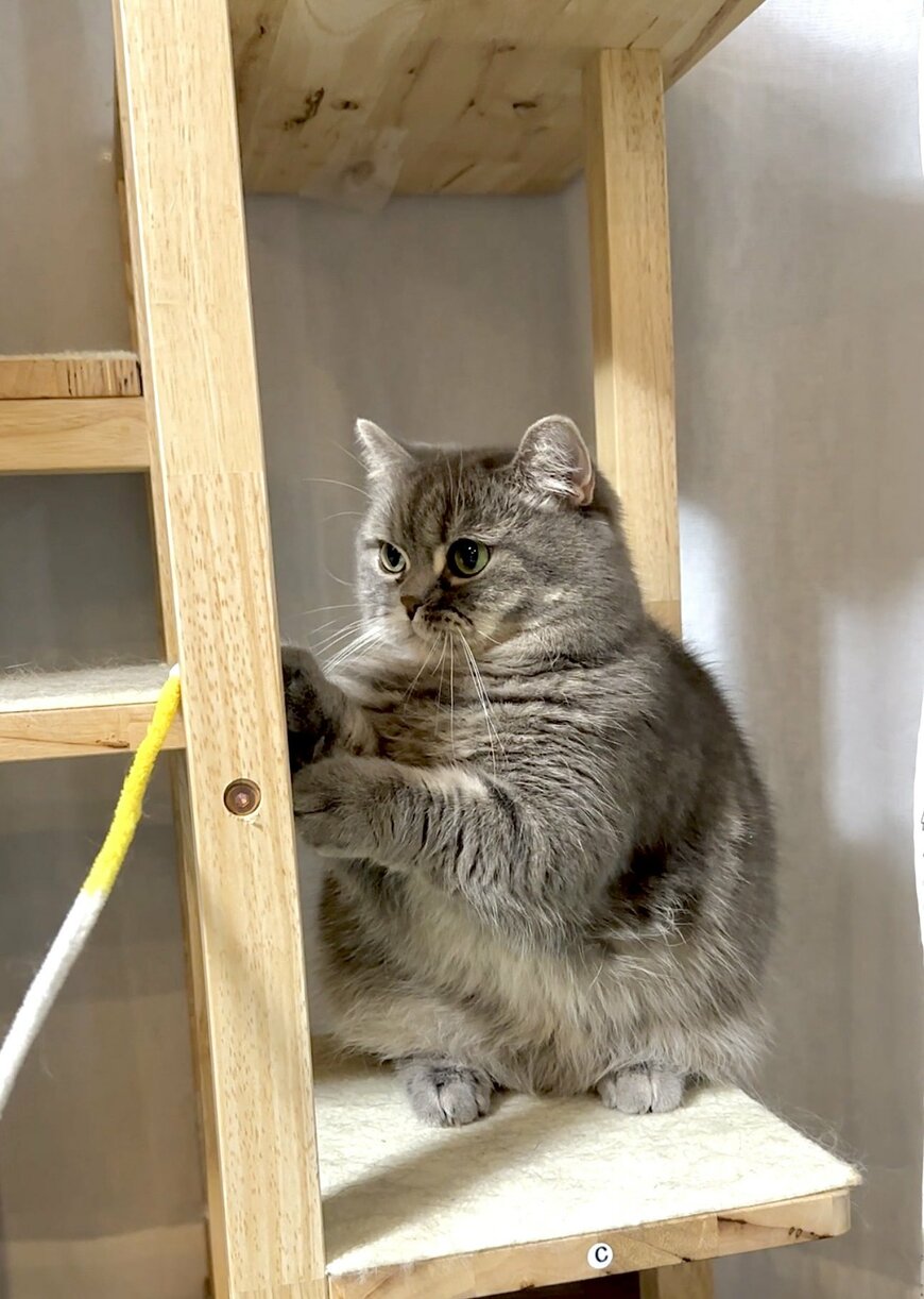 トトロのような猫