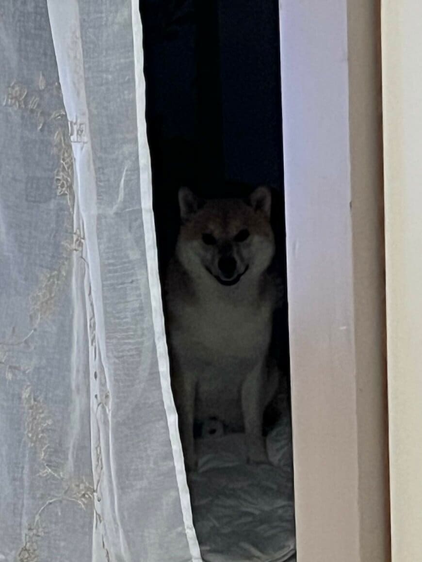 暗がりの柴犬