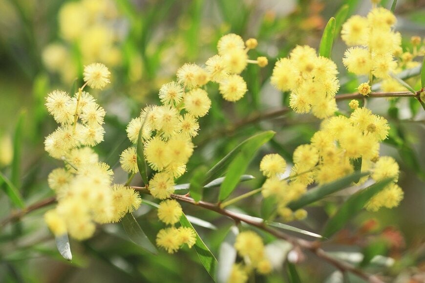 黄色いブリスベーン・アカシアの花のアップ画像