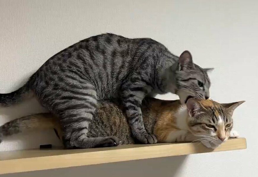 ガブリされる猫