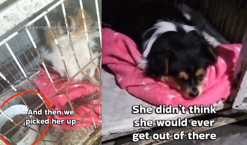 出所：<u><a href="https://www.instagram.com/p/Db-6NHfOUKK/" target="_blank">@savingharbindogs</a></u>