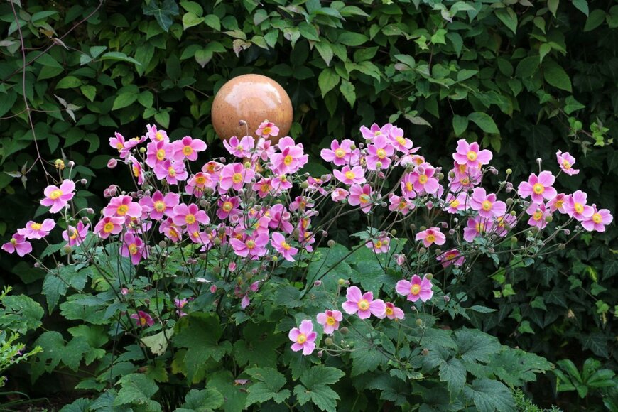 ピンク色の花を咲かせている、シュウメイギク