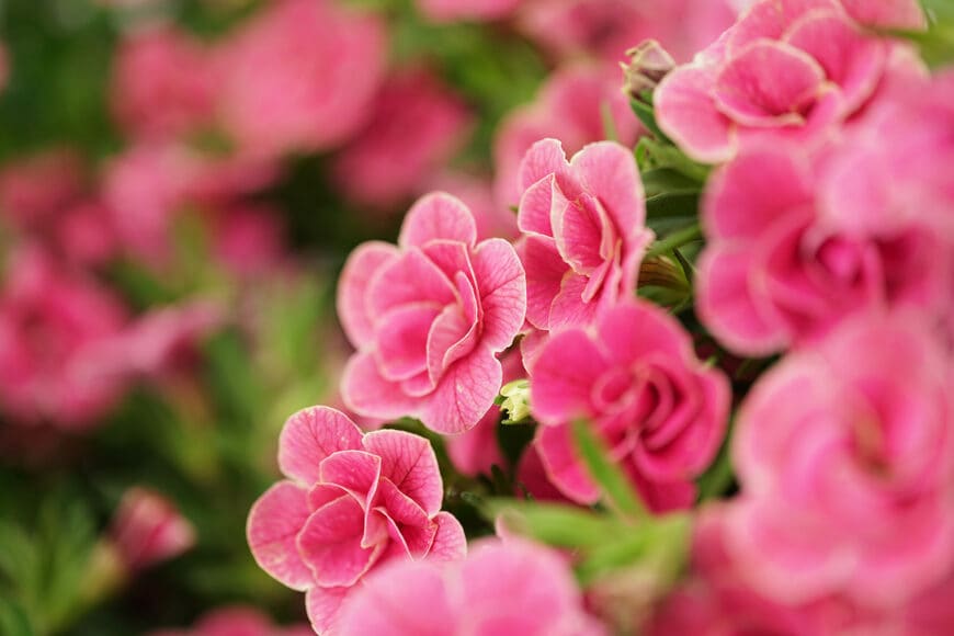 PROVEN WINNERS(R) スーパーベル(R)